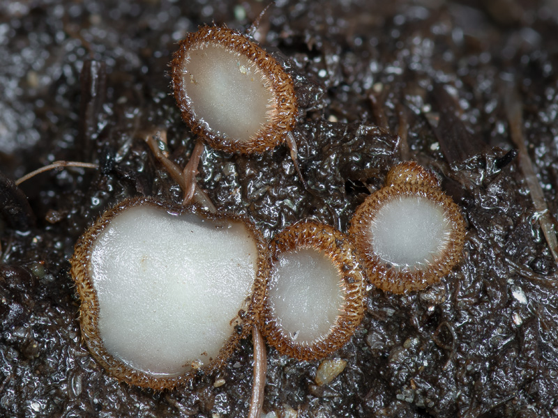 Trichophaea gregaria